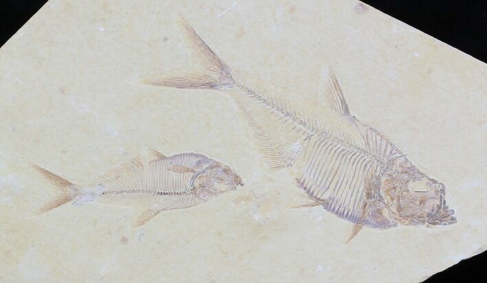 Multiple Diplomystus Fossil Fish Plate - Wyoming #32744